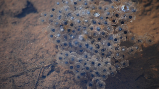 For the first time, scientists have grown the embryos of an extinct species